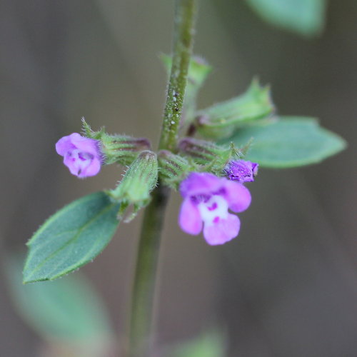 Feld-Steinquendel / Acinos arvensis