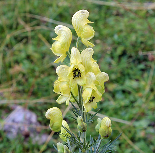 Giftheil-Eisenhut / Aconitum anthora