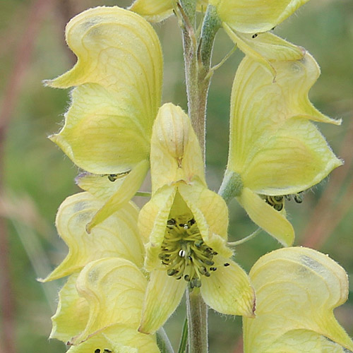 Giftheil-Eisenhut / Aconitum anthora