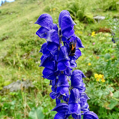 Dichtblütiger Blau-Eisenhut / Aconitum napellus subsp. vulgare