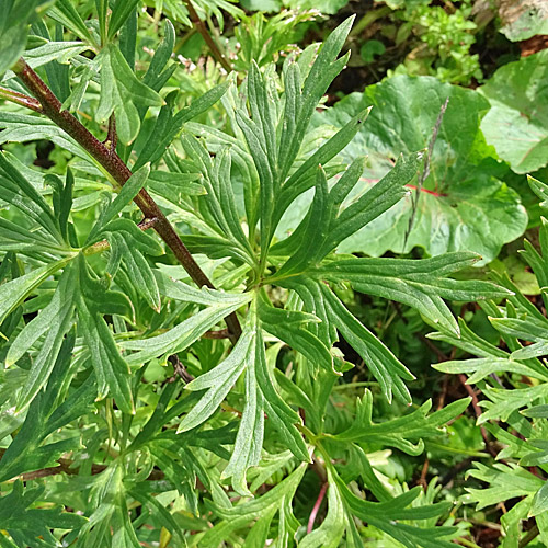 Dichtblütiger Blau-Eisenhut / Aconitum napellus subsp. vulgare