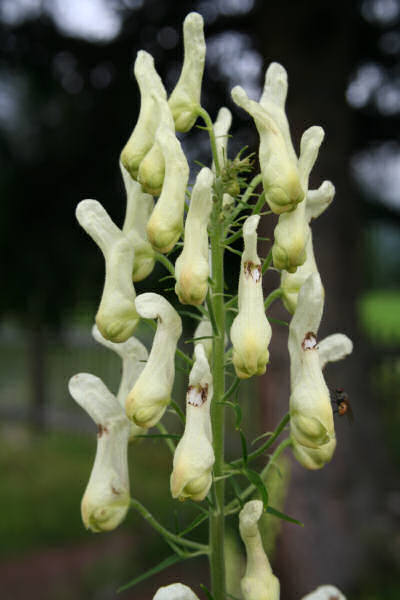 Gelber Eisenhut / Aconitum lycoctonum ssp. vulparia