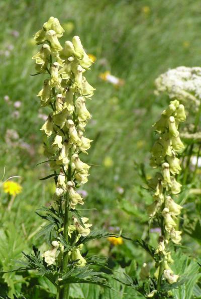 Gelber Eisenhut / Aconitum lycoctonum ssp. vulparia