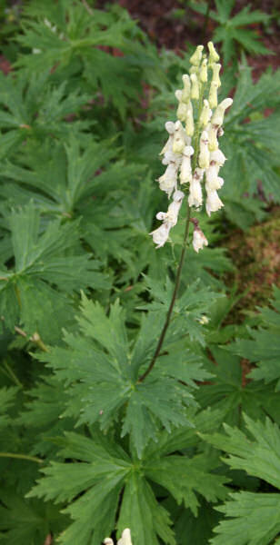 Gelber Eisenhut / Aconitum lycoctonum ssp. vulparia