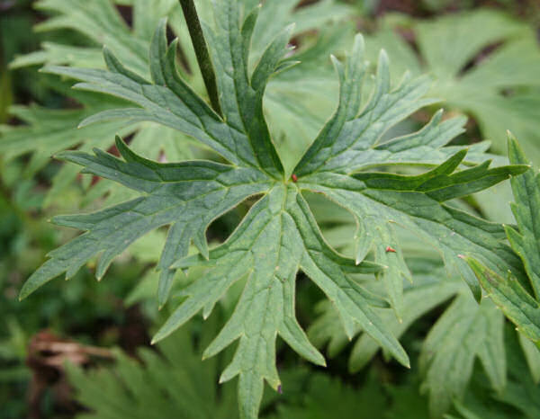 Gelber Eisenhut / Aconitum lycoctonum ssp. vulparia