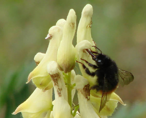 Gelber Eisenhut / Aconitum lycoctonum ssp. vulparia