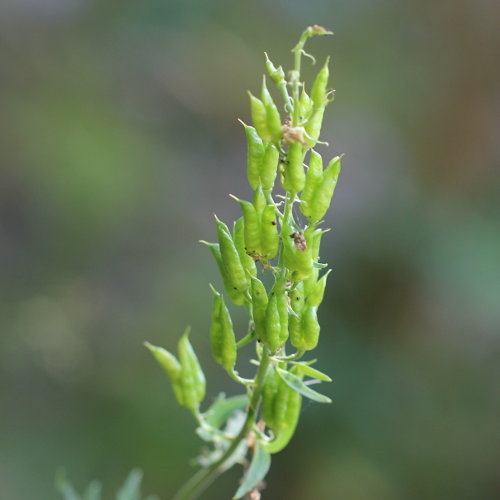 Gelber Eisenhut / Aconitum lycoctonum ssp. vulparia