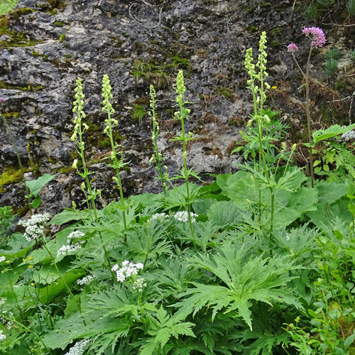 Hahnenfussblättriger Gelb-Eisenhut / Aconitum lycotonum subsp. neapolitanum