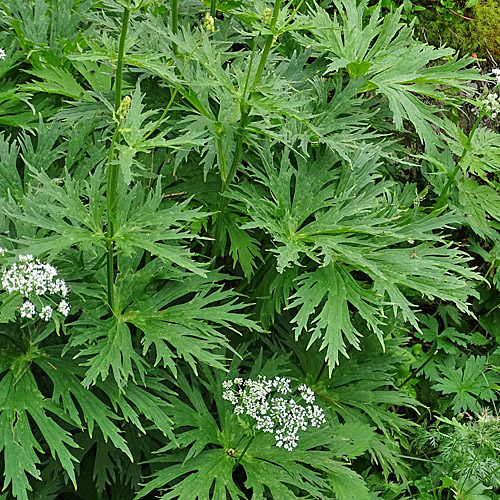 Hahnenfussblättriger Gelb-Eisenhut / Aconitum lycotonum subsp. neapolitanum