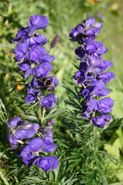 Dichtblütiger Blau-Eisenhut / Aconitum napellus subsp. vulgare