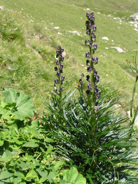 Dichtblütiger Blau-Eisenhut / Aconitum napellus subsp. vulgare