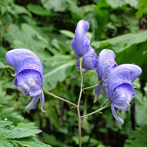 Rispiger Scheck-Eisenhut / Aconitum variegatum subsp. paniculatum