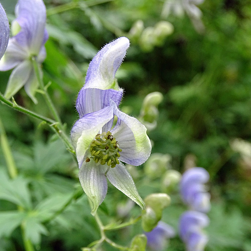 Rispiger Scheck-Eisenhut / Aconitum variegatum subsp. paniculatum