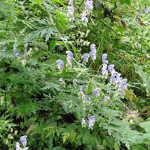 Rispiger Scheck-Eisenhut / Aconitum variegatum subsp. paniculatum