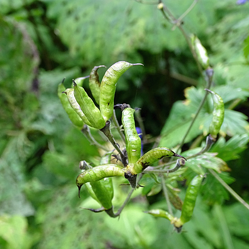 Rispiger Scheck-Eisenhut / Aconitum variegatum subsp. paniculatum