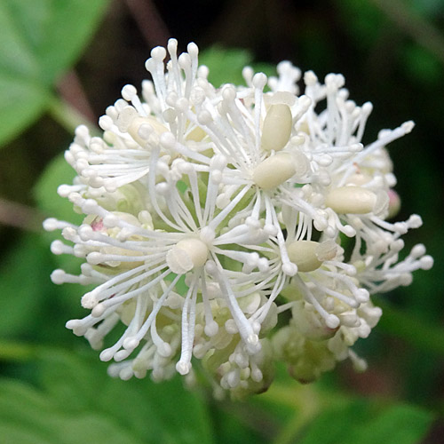 Christophskraut / Actaea spicata