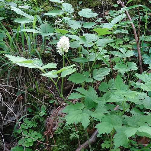 Christophskraut / Actaea spicata