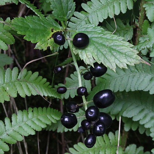 Christophskraut / Actaea spicata