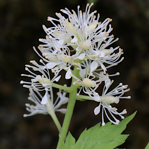 Christophskraut / Actaea spicata