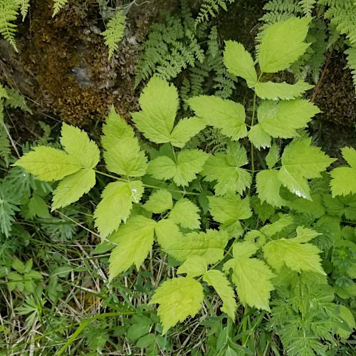 Christophskraut / Actaea spicata