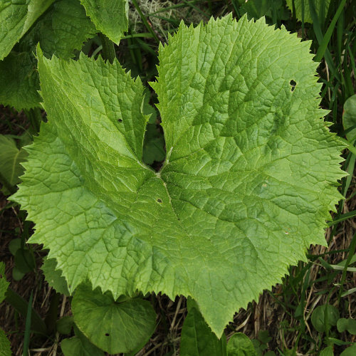 Grauer Alpendost / Adenostyles alliariae