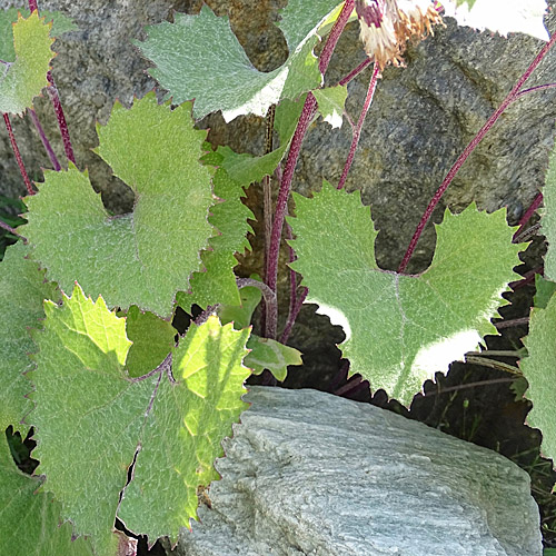 Filziger Alpendost / Adenostyles leucophylla