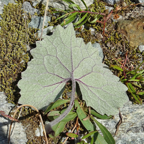 Filziger Alpendost / Adenostyles leucophylla