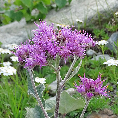 Filziger Alpendost / Adenostyles leucophylla