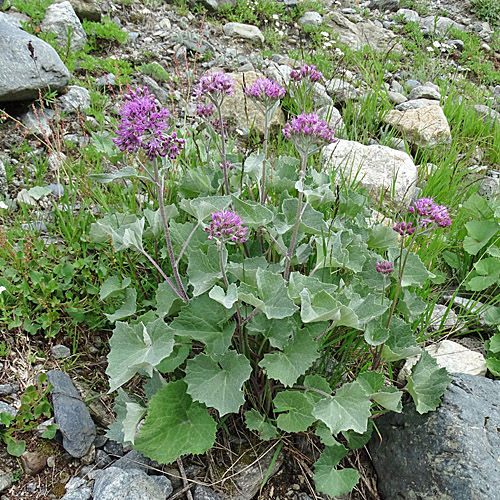 Filziger Alpendost / Adenostyles leucophylla