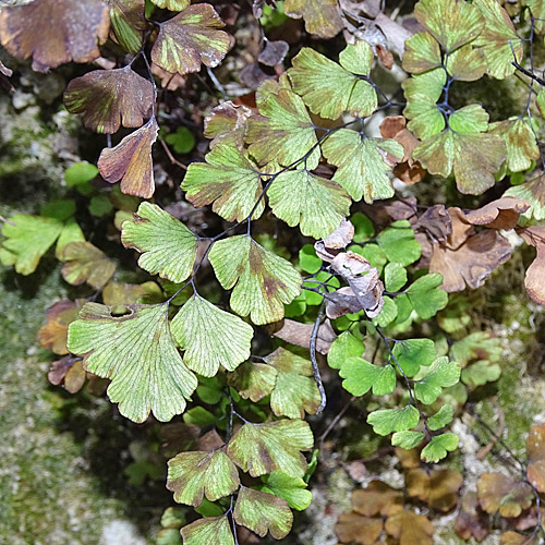 Venushaar / Adiantum capillus-veneris