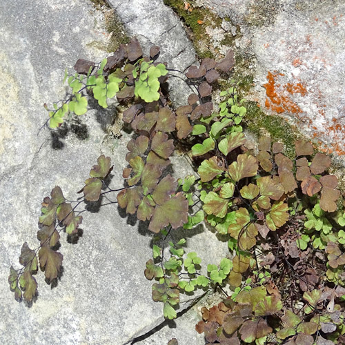 Venushaar / Adiantum capillus-veneris