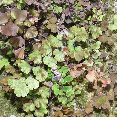 Venushaar / Adiantum capillus-veneris