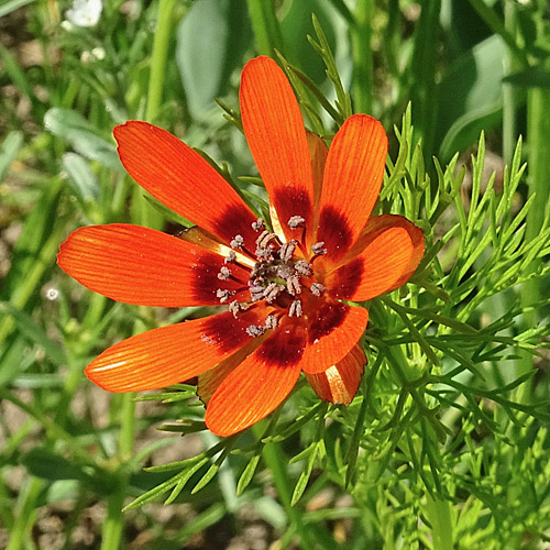 Sommer-Blutströpfchen / Adonis aestivalis