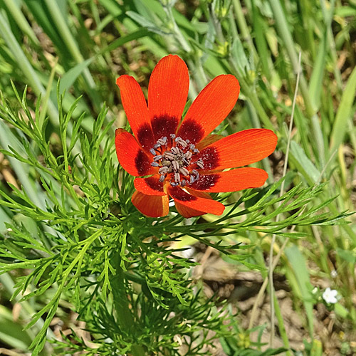 Sommer-Blutströpfchen / Adonis aestivalis