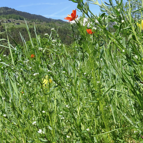 Sommer-Blutströpfchen / Adonis aestivalis