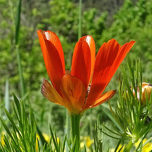 Sommer-Blutströpfchen / Adonis aestivalis