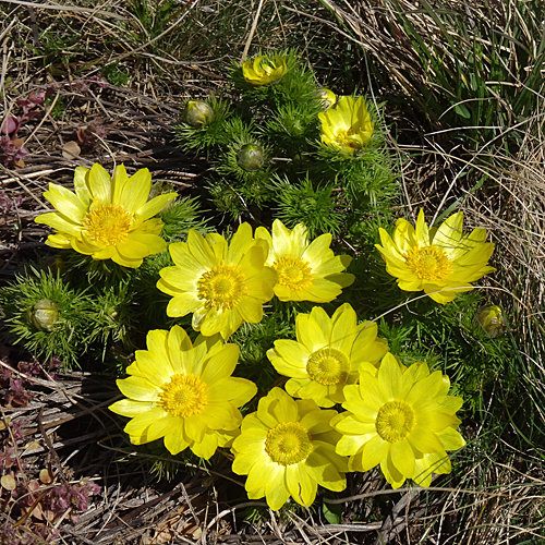 Frühlings-Adonis / Adonis vernalis