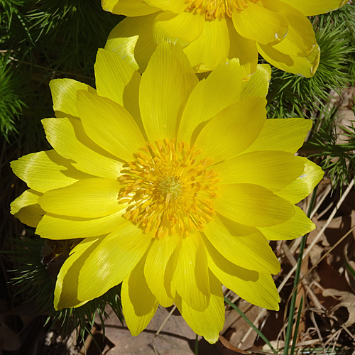 Frühlings-Adonis / Adonis vernalis