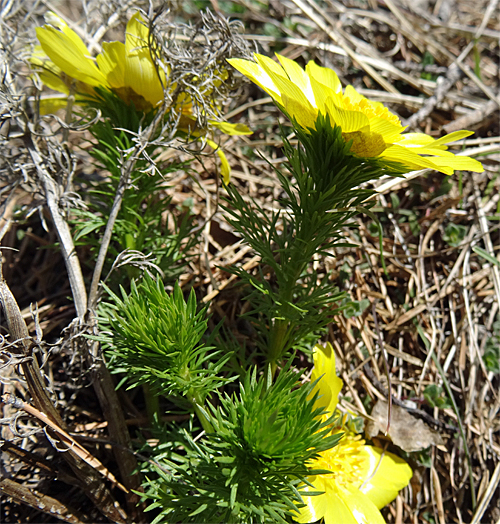 Frühlings-Adonis / Adonis vernalis