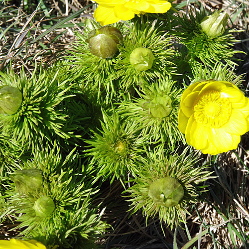 Frühlings-Adonis / Adonis vernalis