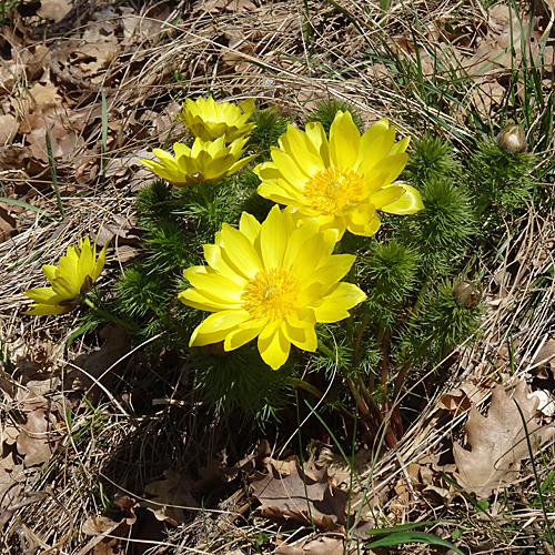 Frühlings-Adonis / Adonis vernalis