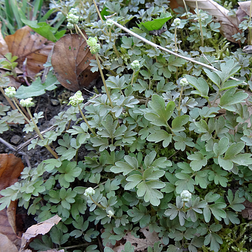 Bisamkraut / Adoxa moschatellina