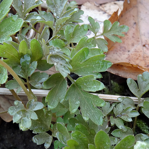 Bisamkraut / Adoxa moschatellina