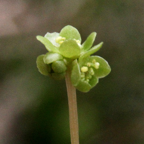 Bisamkraut / Adoxa moschatellina