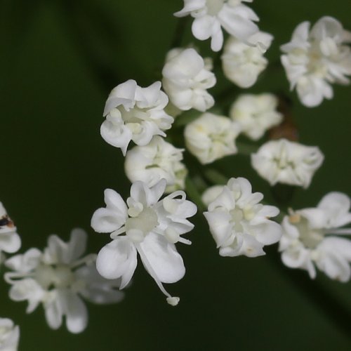 Geissfuss / Aegopodium podagraria