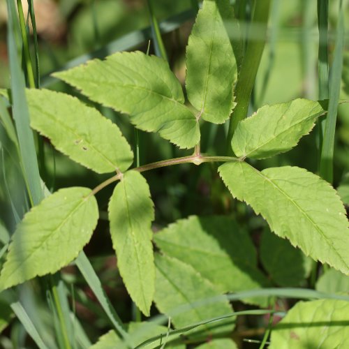 Geissfuss / Aegopodium podagraria