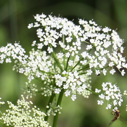 Geissfuss / Aegopodium podagraria