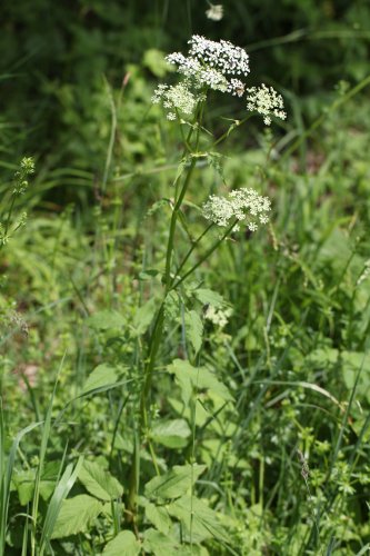 Geissfuss / Aegopodium podagraria