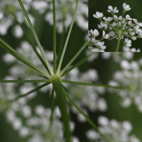 Geissfuss / Aegopodium podagraria