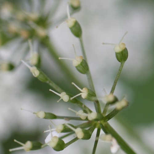 Geissfuss / Aegopodium podagraria